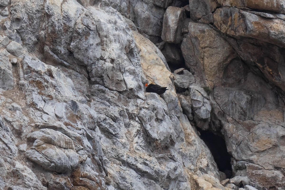 Ebird Checklist Aug Southeast Farallon Island Farallon Islands Nwr Nearshore