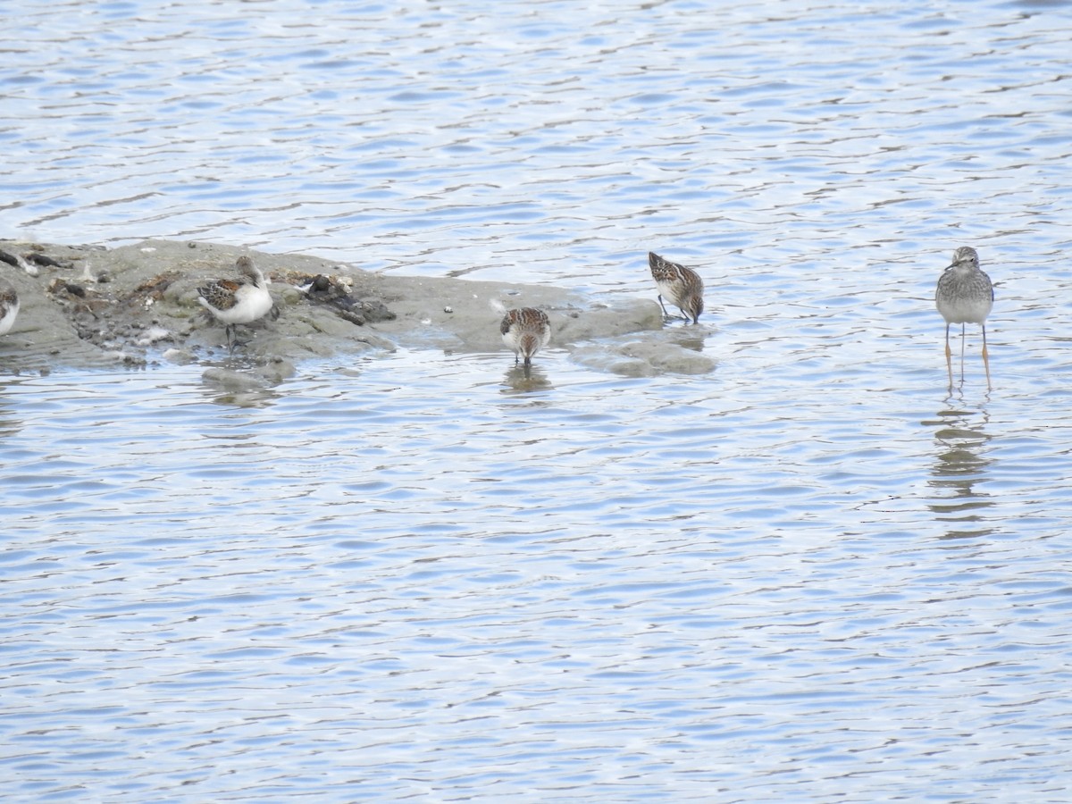 Lesser Yellowlegs - ML608599958