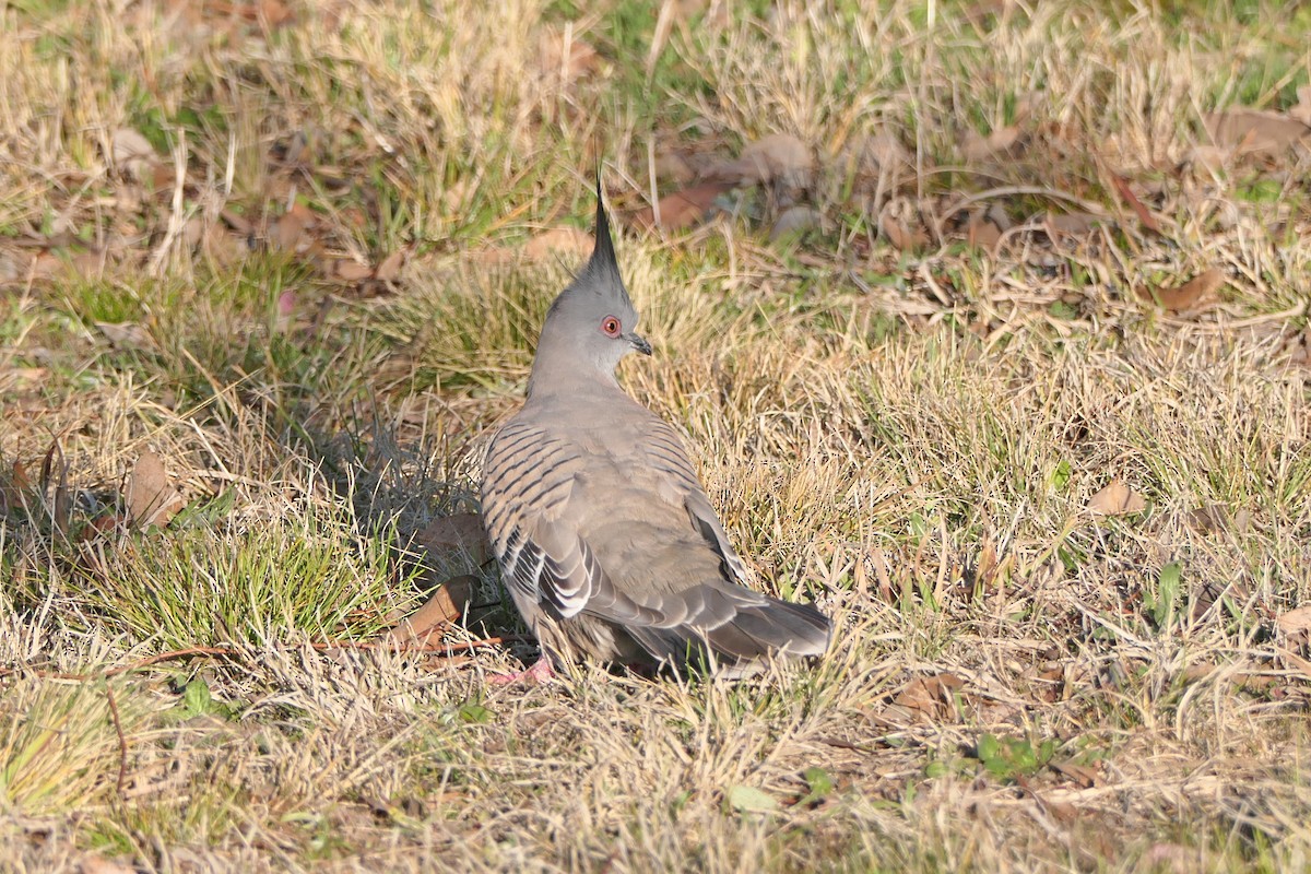 Crested Pigeon - ML608600015