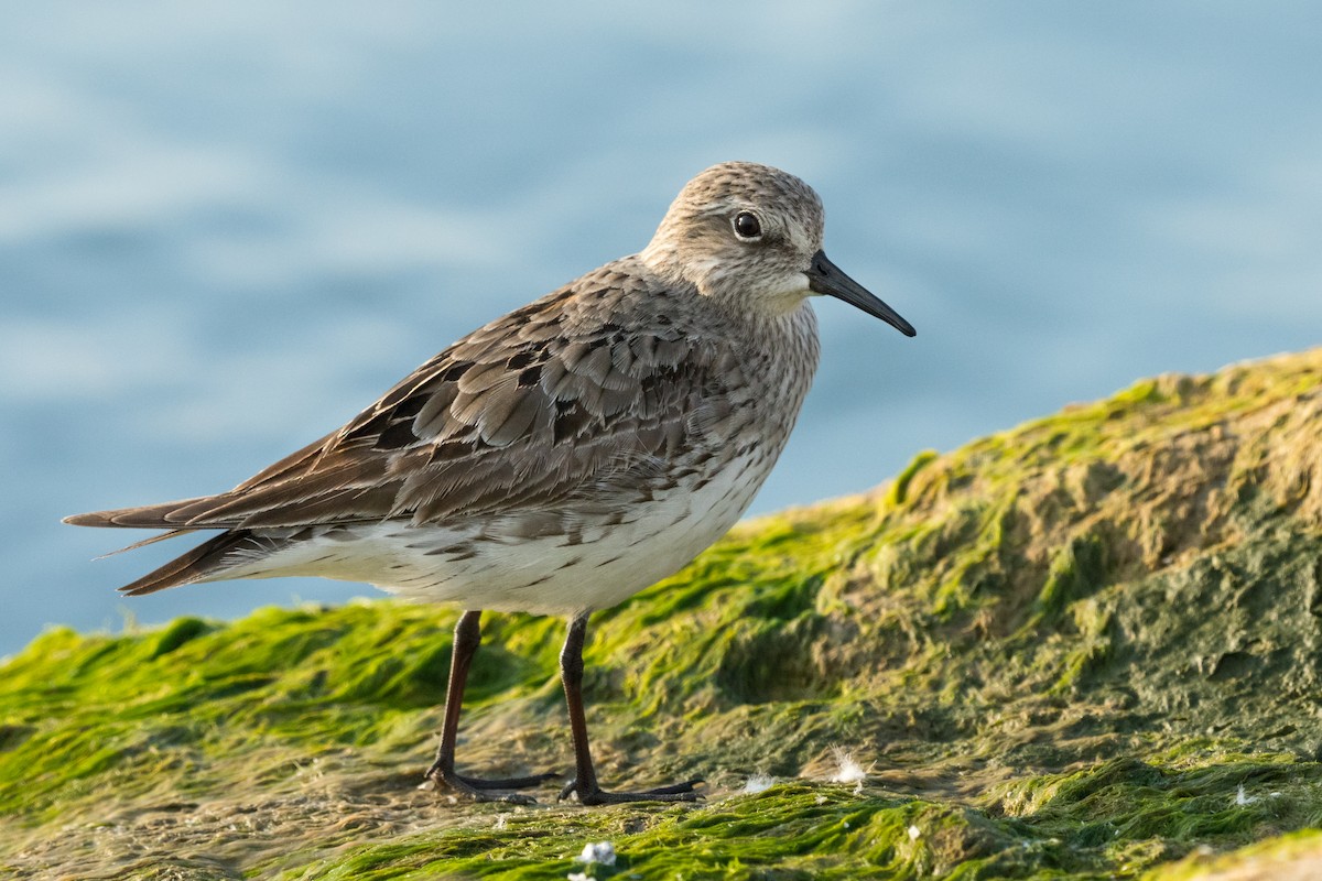White-rumped Sandpiper - Old Bird