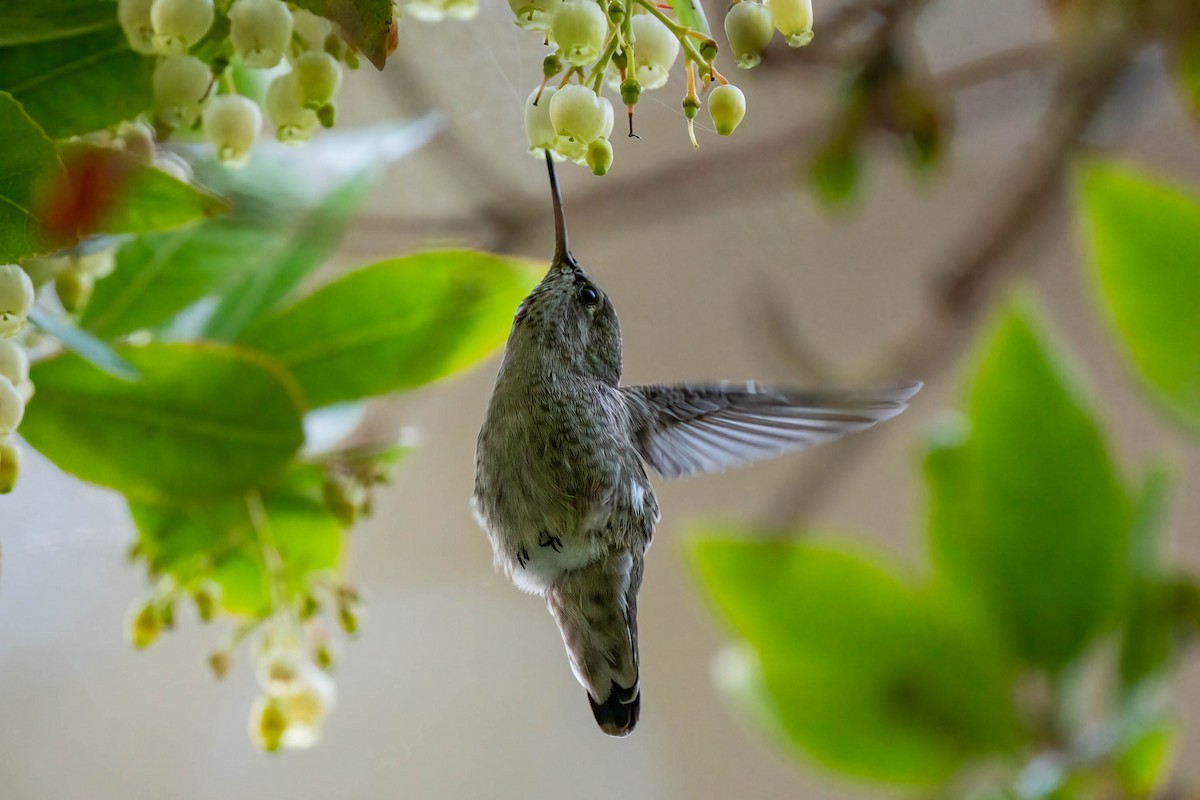 Anna's Hummingbird - ML608600327