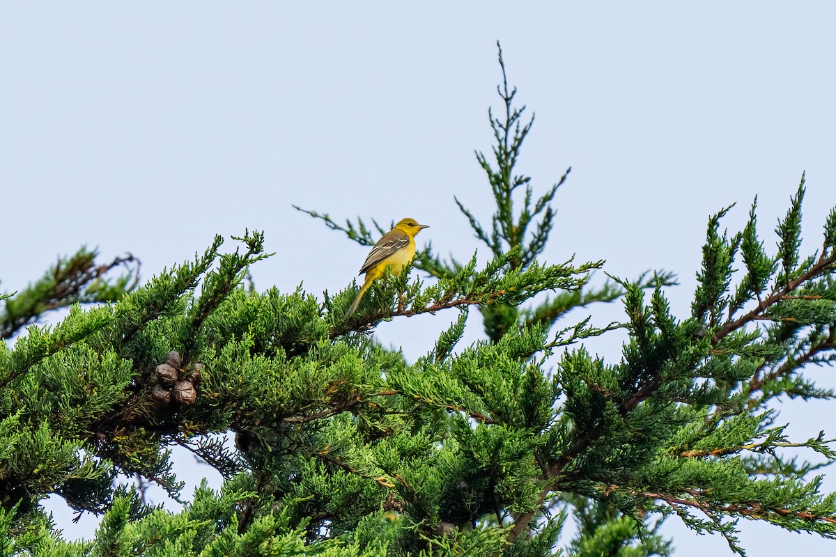 Oriole masqué - ML608600335