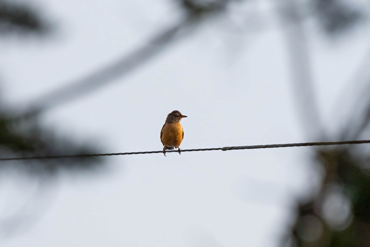 American Robin - ML608600336