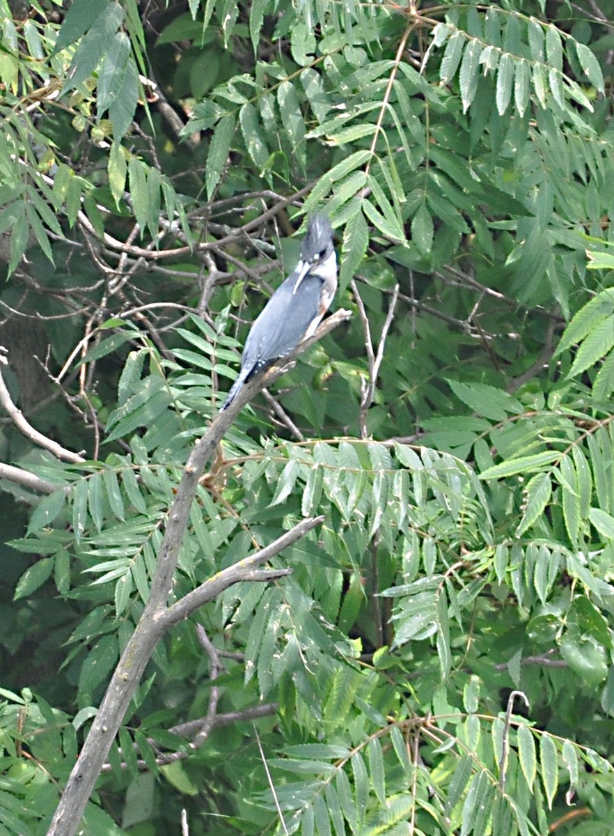 Belted Kingfisher - ML608600343