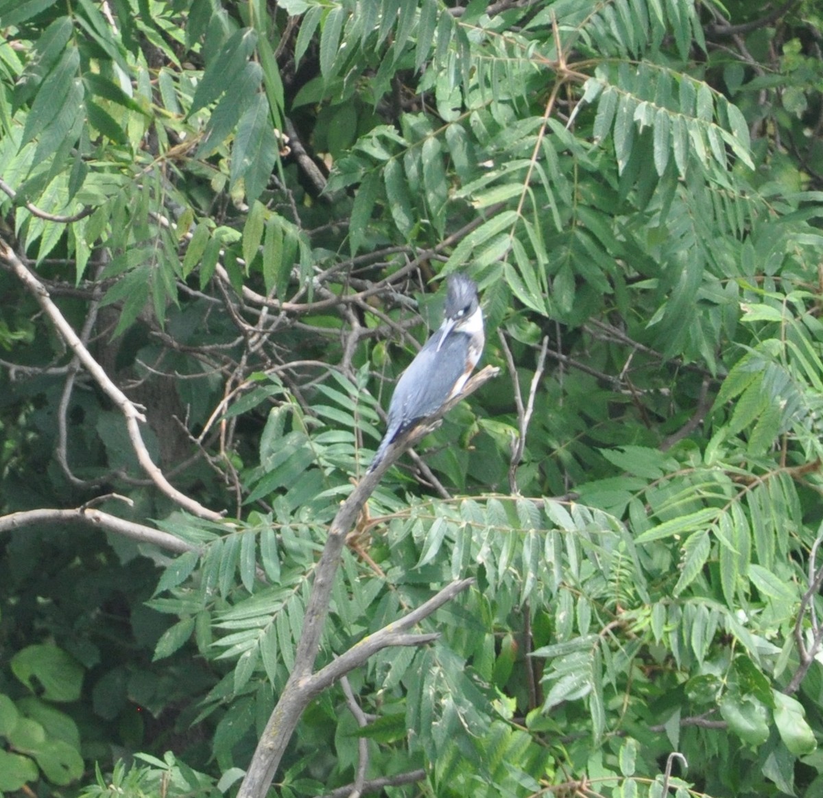 Belted Kingfisher - ML608600344