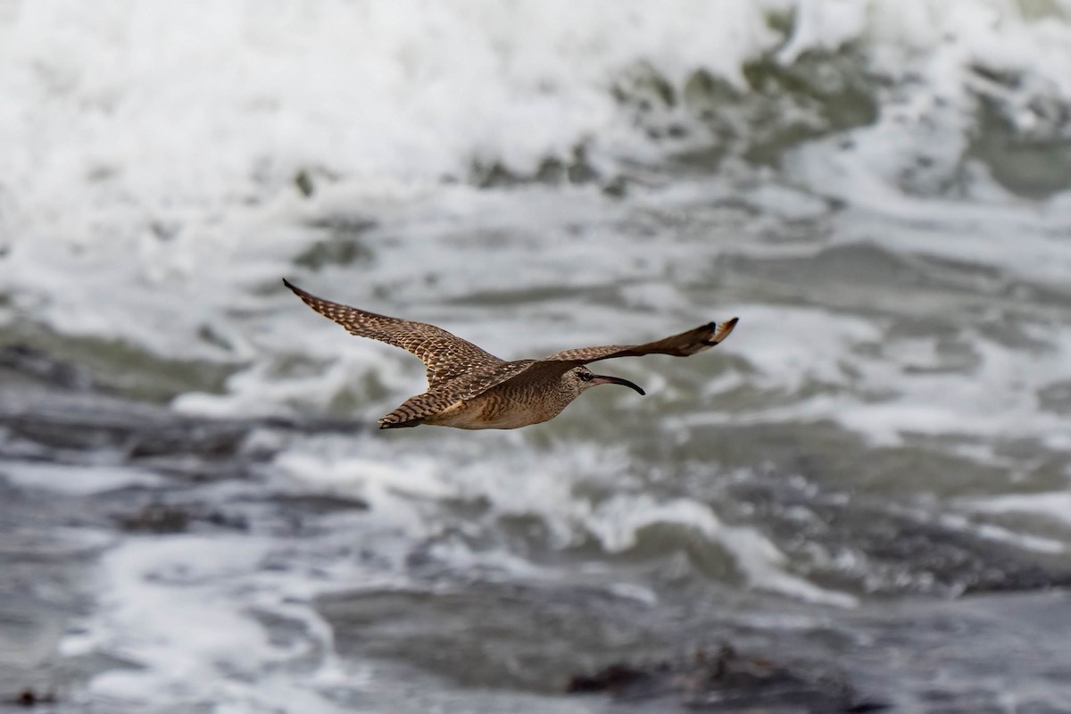 Whimbrel - ML608600414