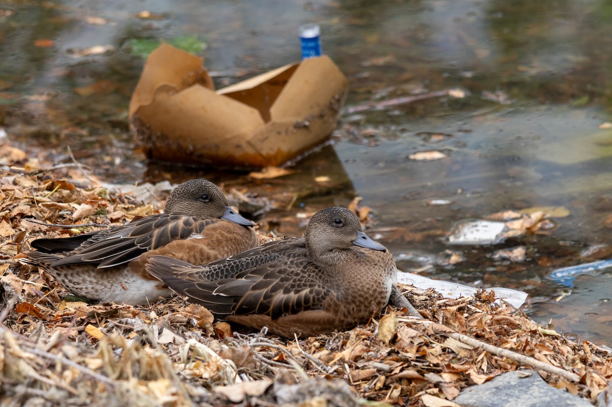 American Wigeon - ML608600495