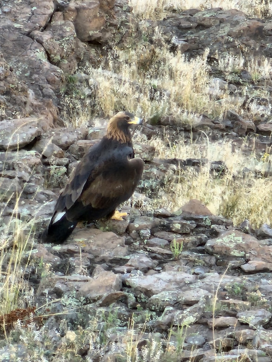 Steinadler/Weißkopf-Seeadler - ML608600571