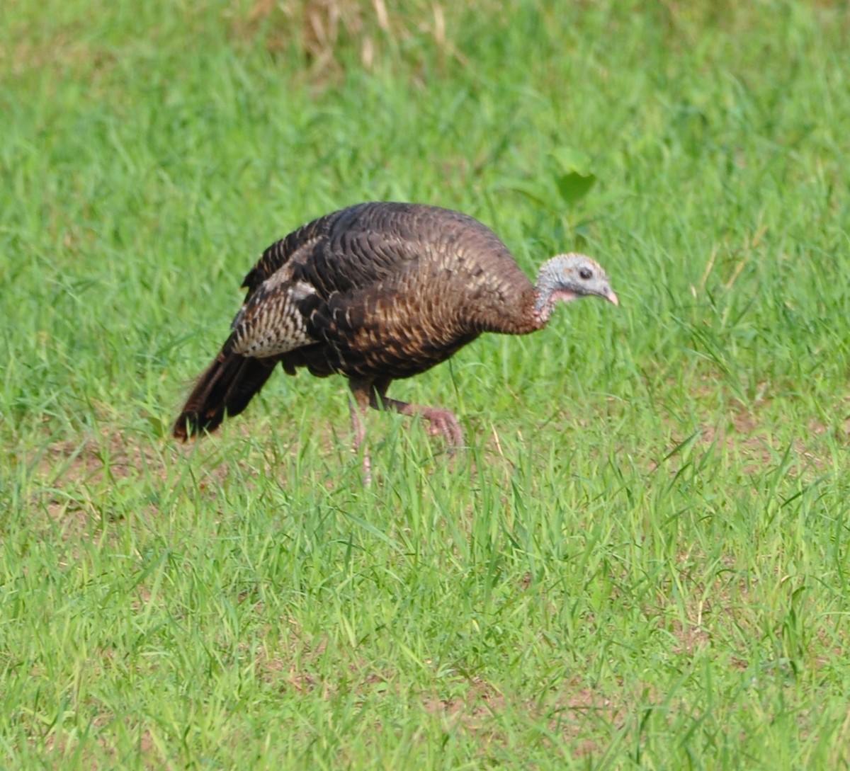 Wild Turkey - ML608600630