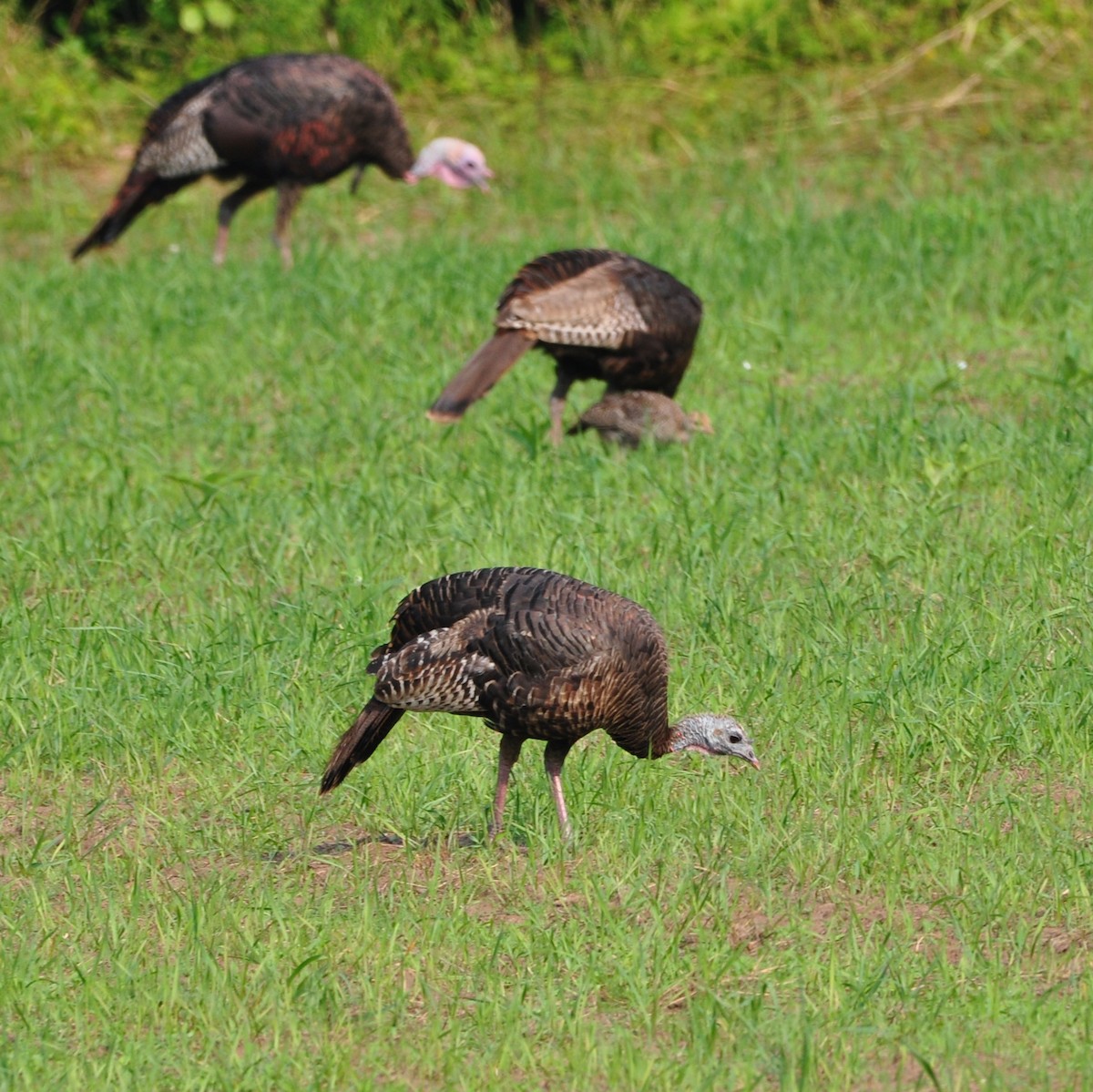 Wild Turkey - ML608600631