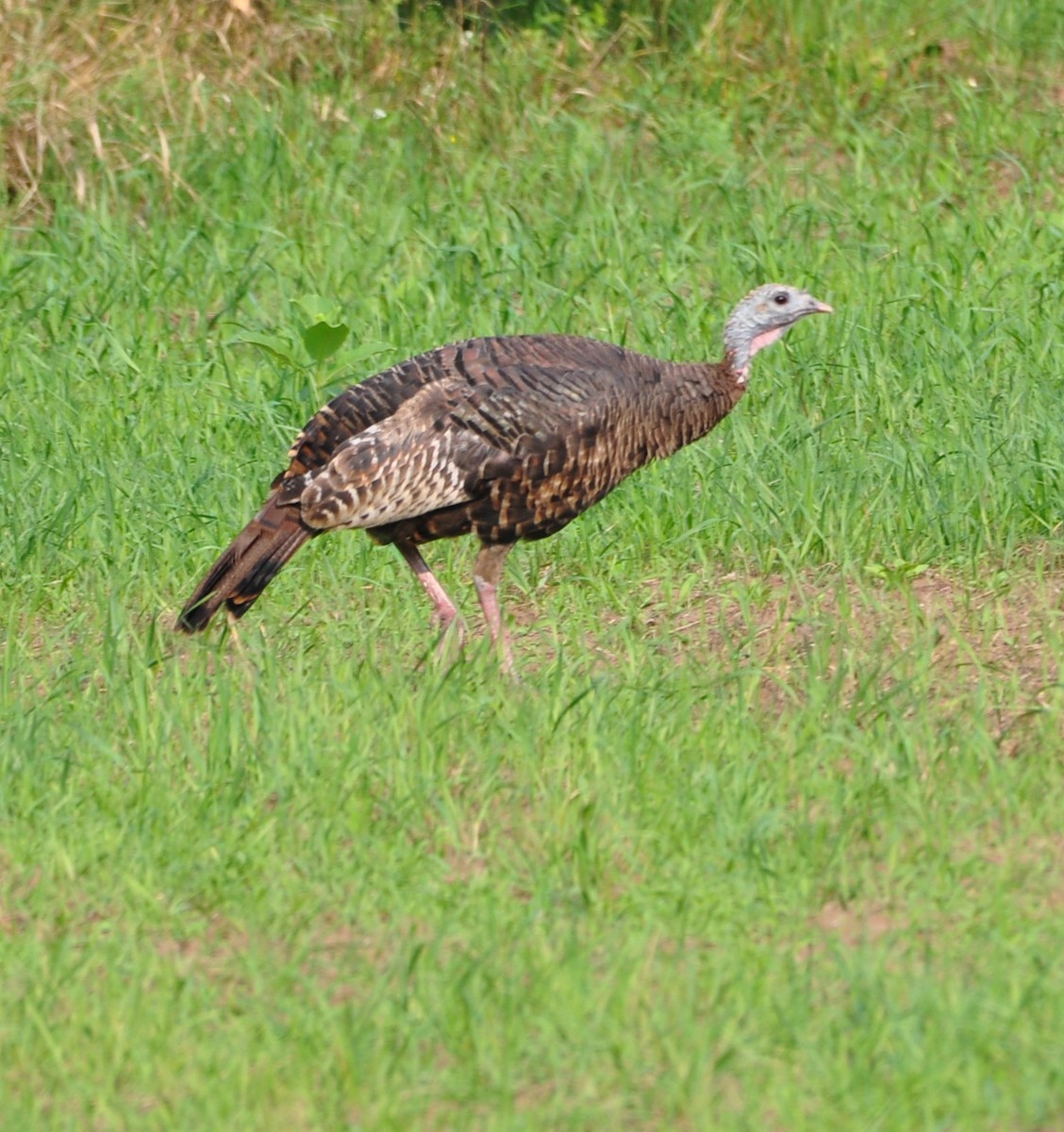 Wild Turkey - ML608600632
