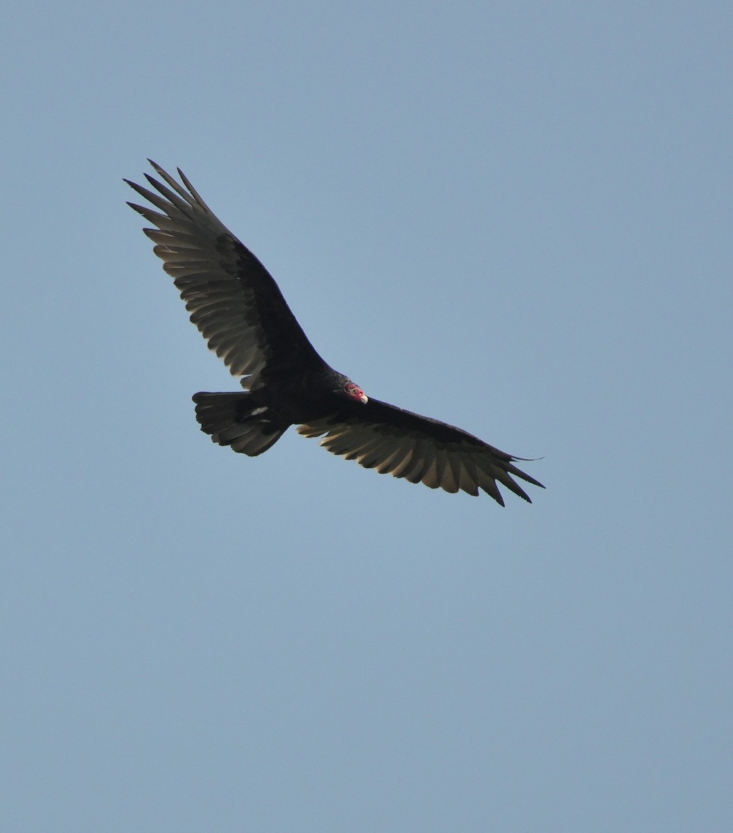 Turkey Vulture - ML608600640