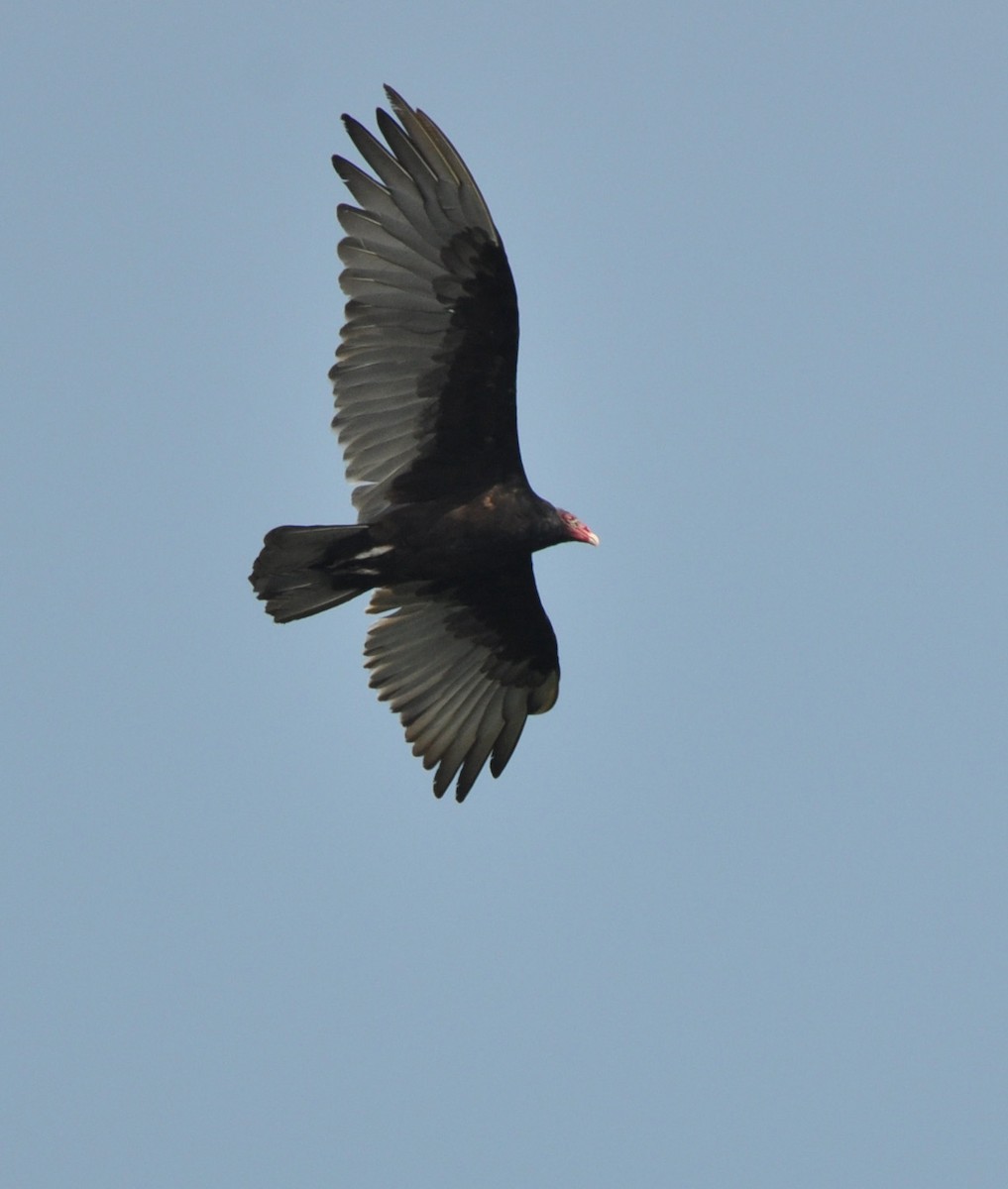 Turkey Vulture - ML608600641