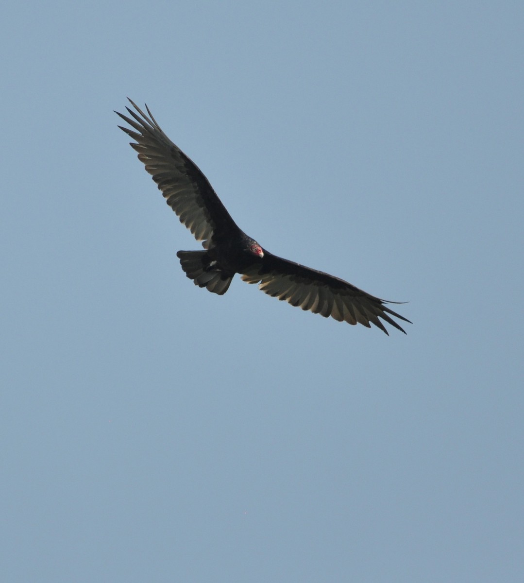 Turkey Vulture - ML608600642