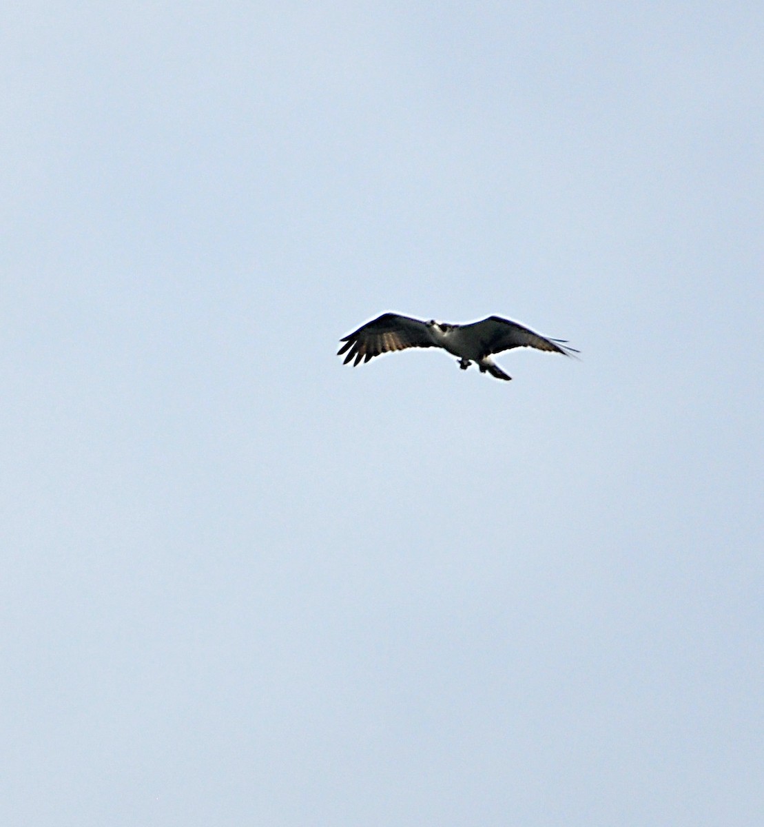 Osprey - ML608600646