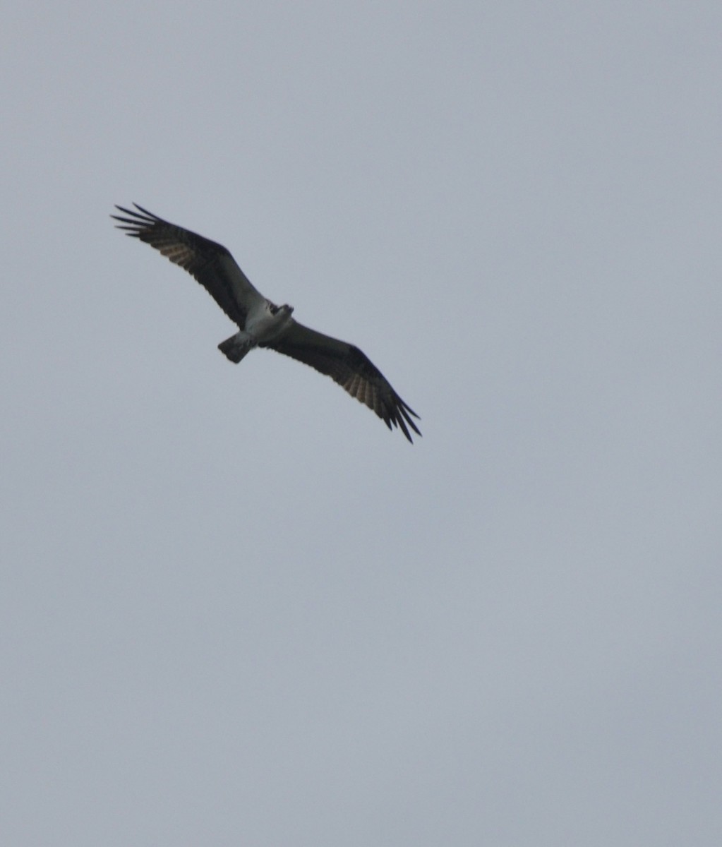 Osprey - ML608600647