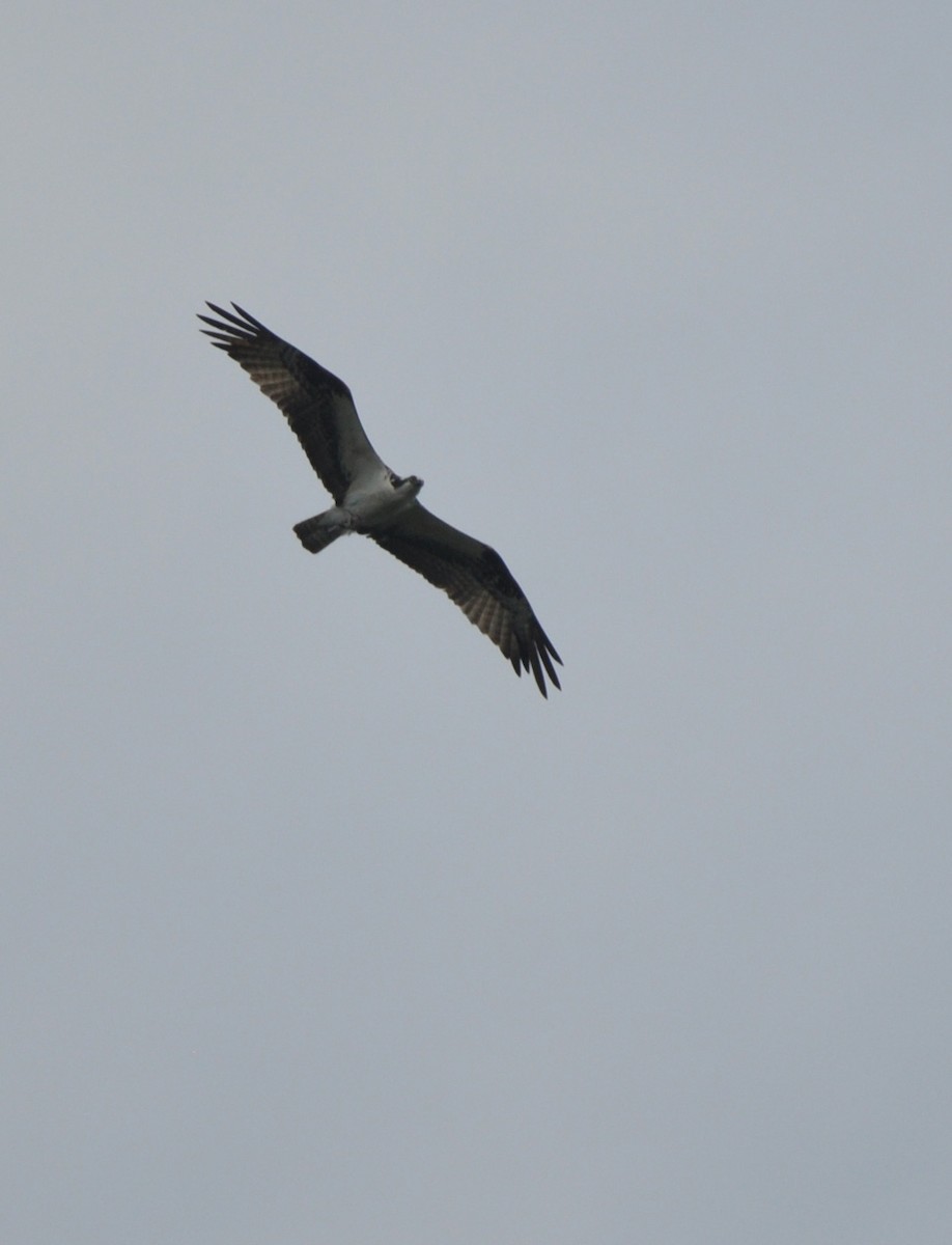 Osprey - ML608600648