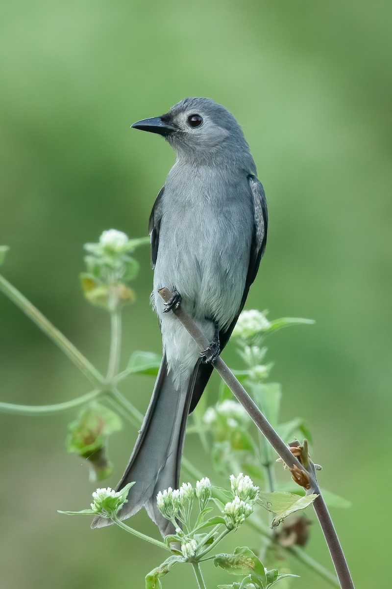 drongo kouřový ( innexus/leucogenis/salangensis) - ML608600649