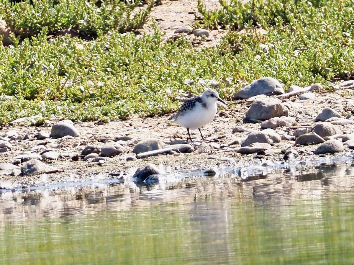 Sanderling - ML608600660