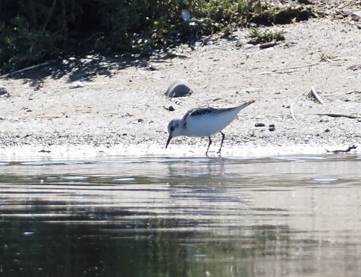 Sanderling - ML608600695