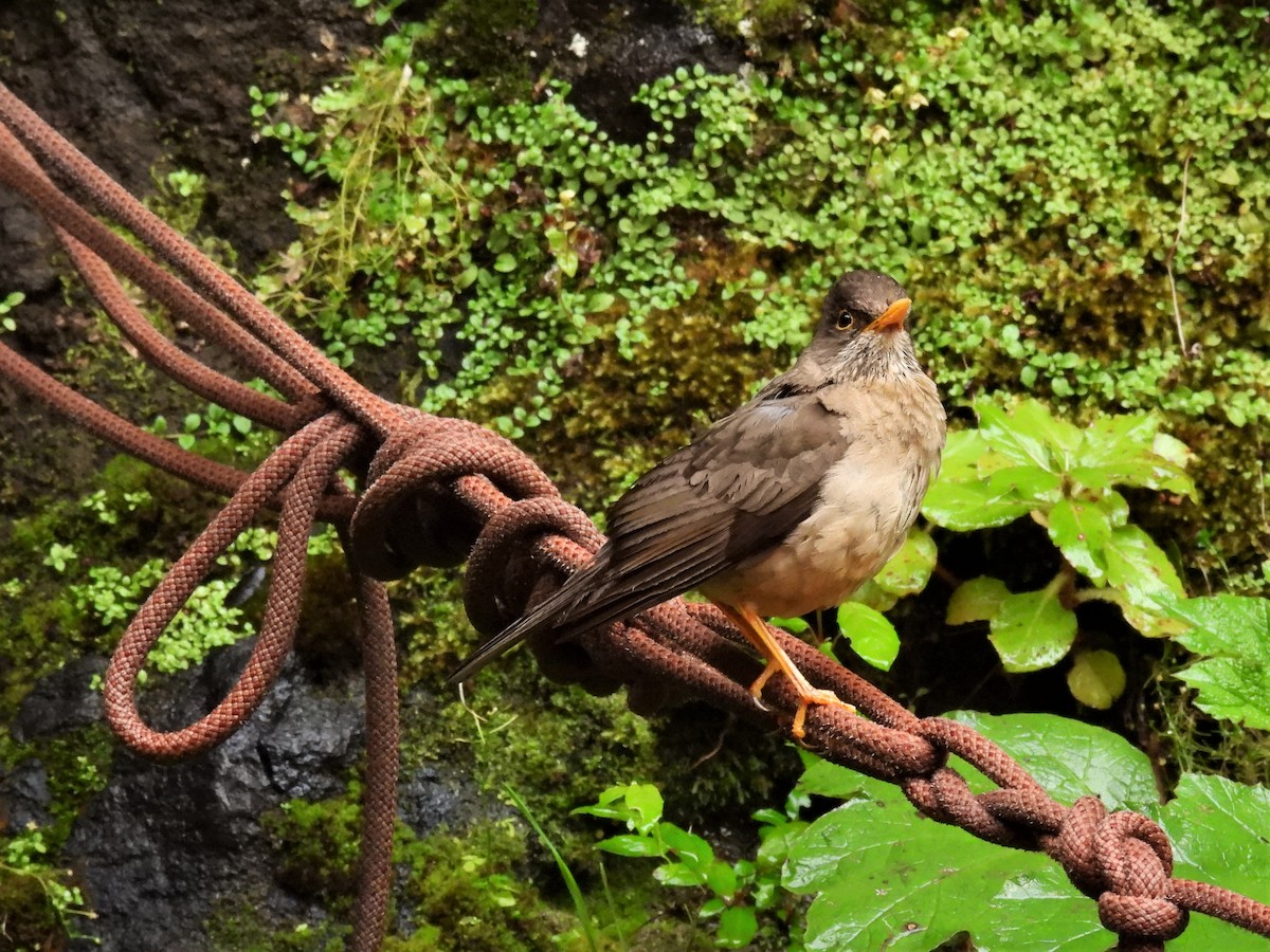 Austral Thrush - ML608600724