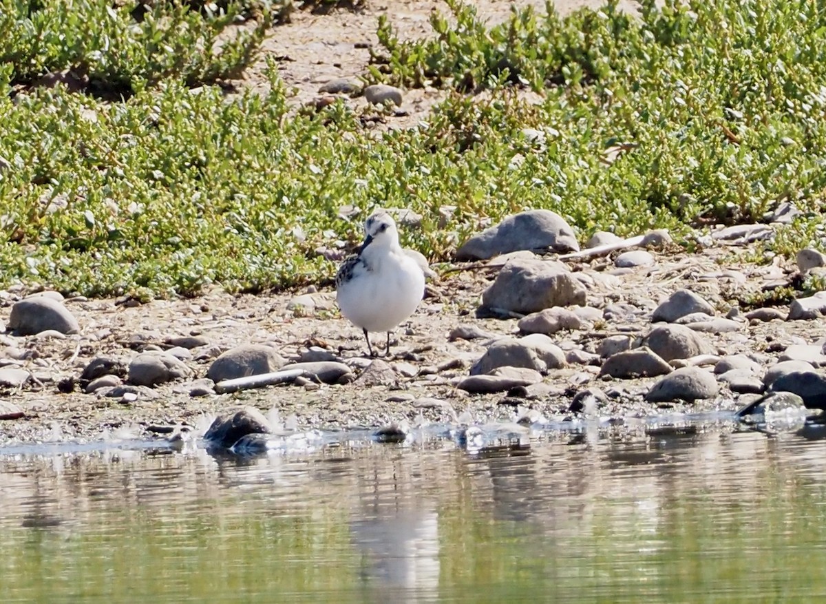 Bécasseau sanderling - ML608600740