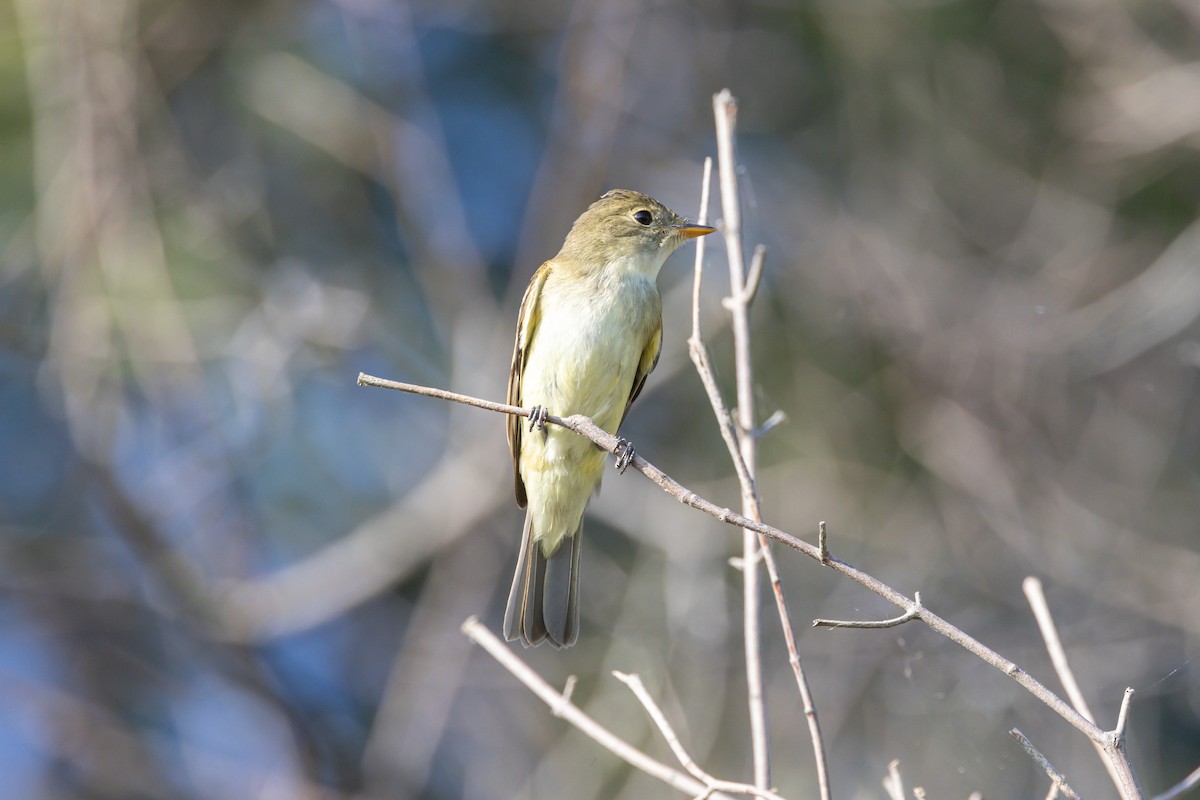 Alder Flycatcher - ML608600796