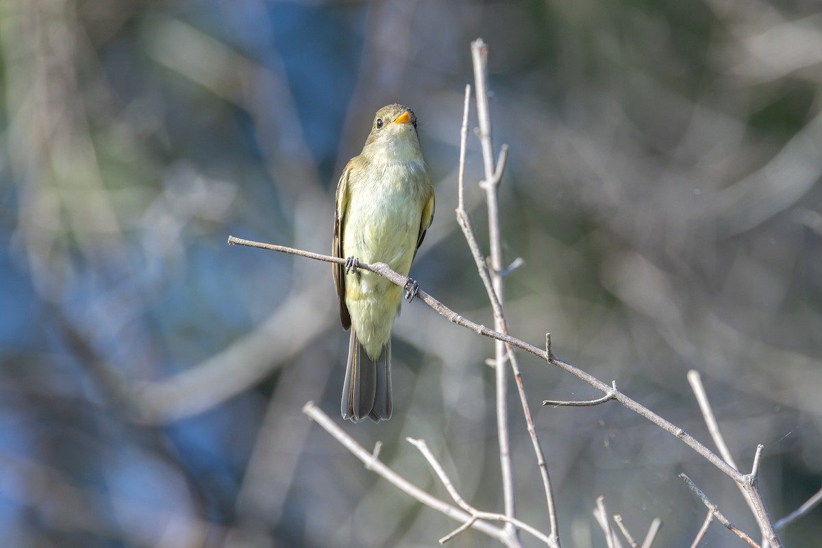 Alder Flycatcher - ML608600797