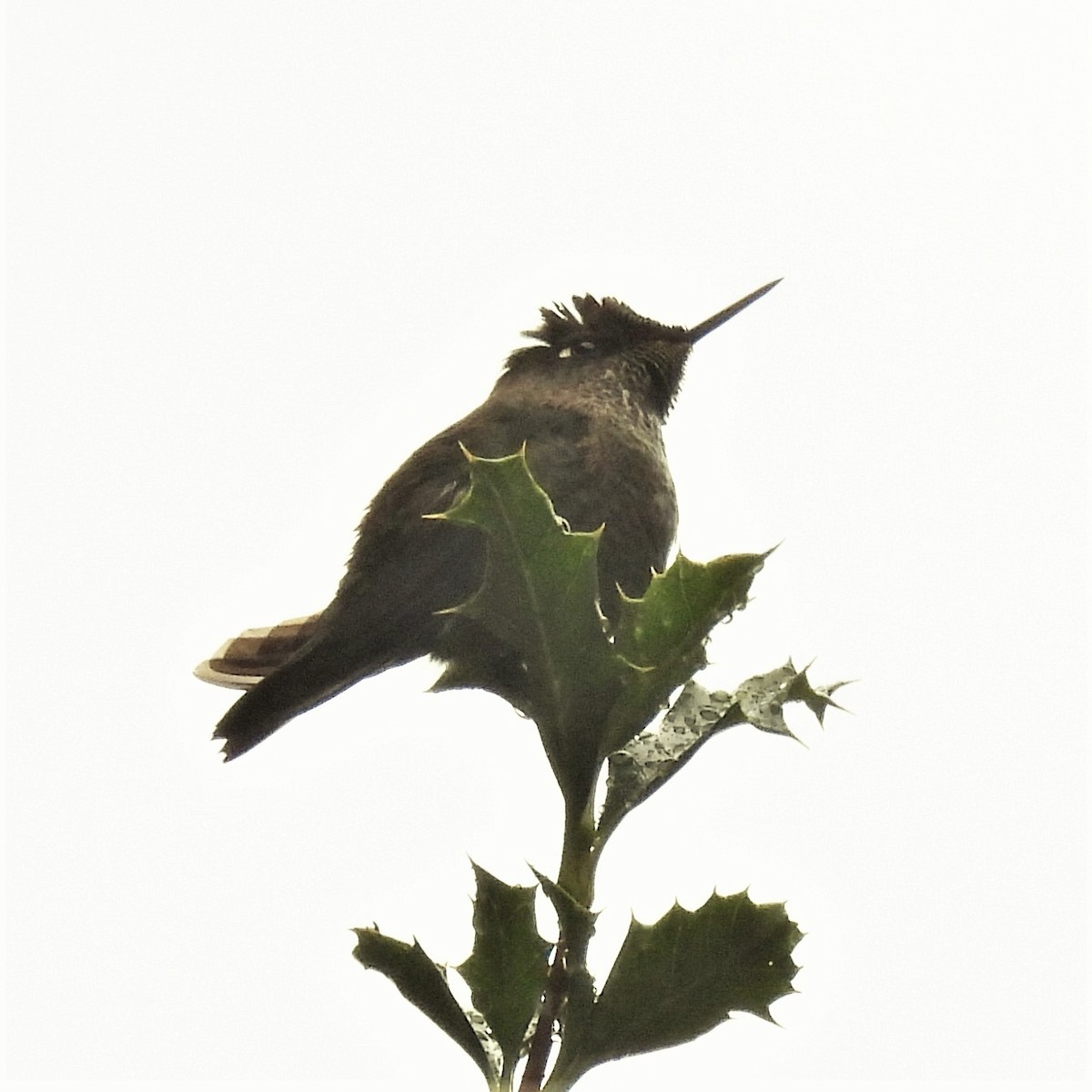 Green-backed Firecrown - ML608600798