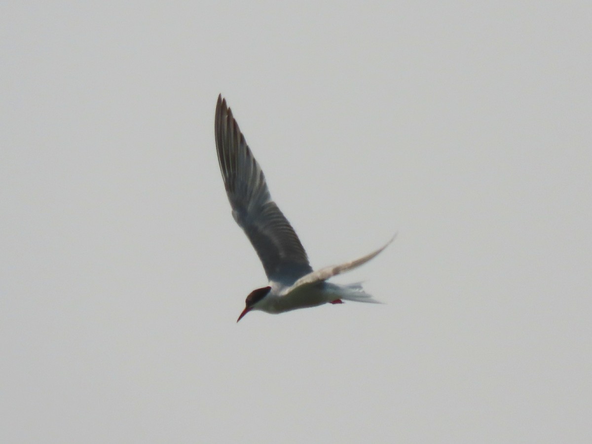 Common Tern - Laurie Koepke