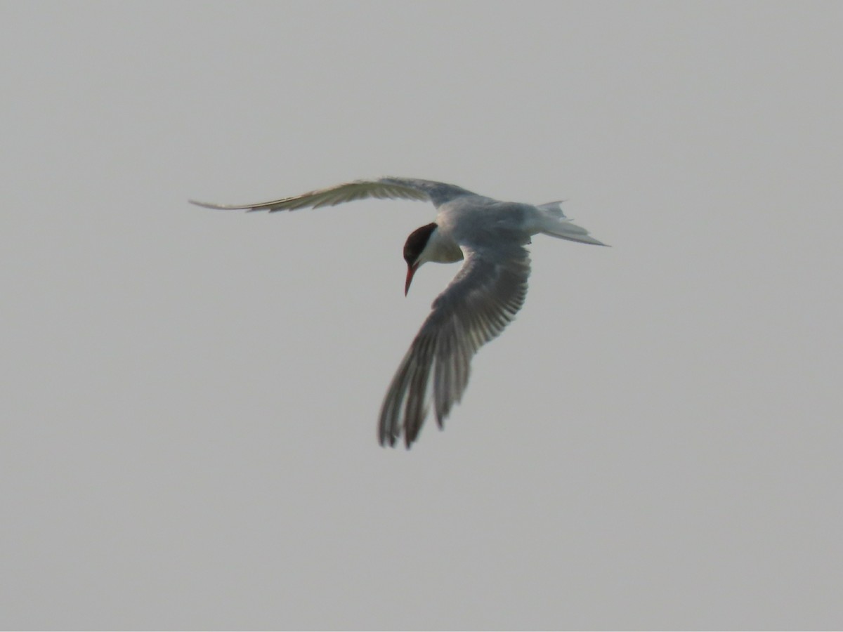 Common Tern - Laurie Koepke