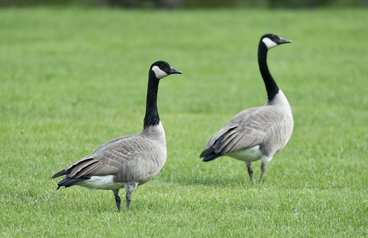 Canada Goose - ML608600812