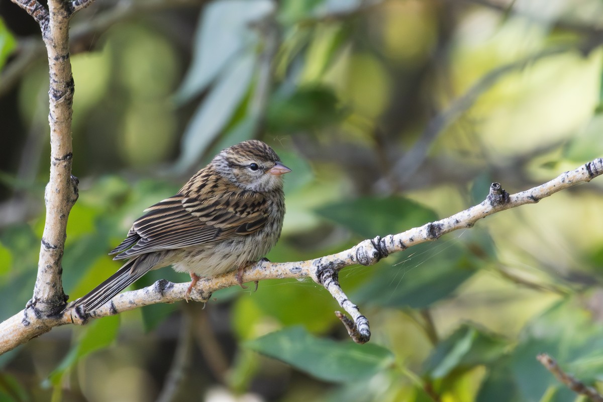 Chipping Sparrow - ML608600815