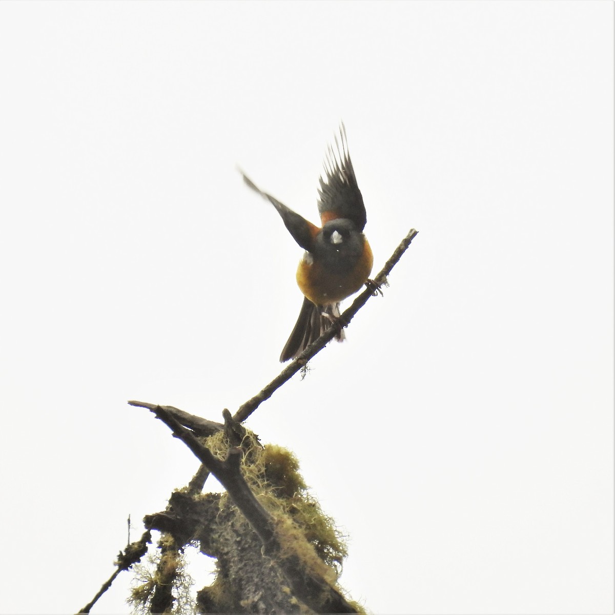 Patagonian Sierra Finch - ML608600819