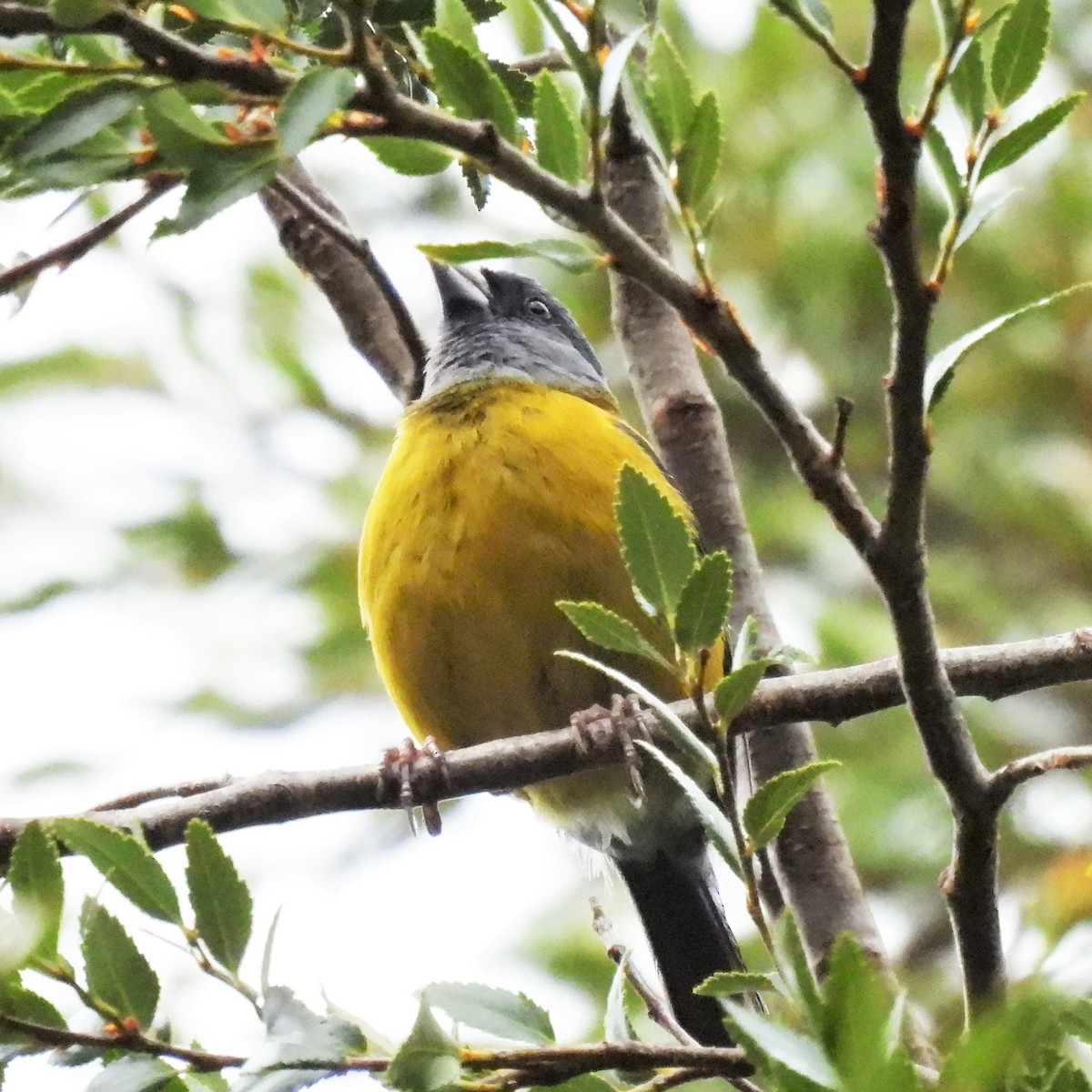 Patagonian Sierra Finch - ML608600822