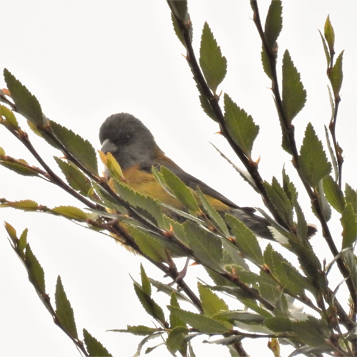 Patagonian Sierra Finch - ML608600827