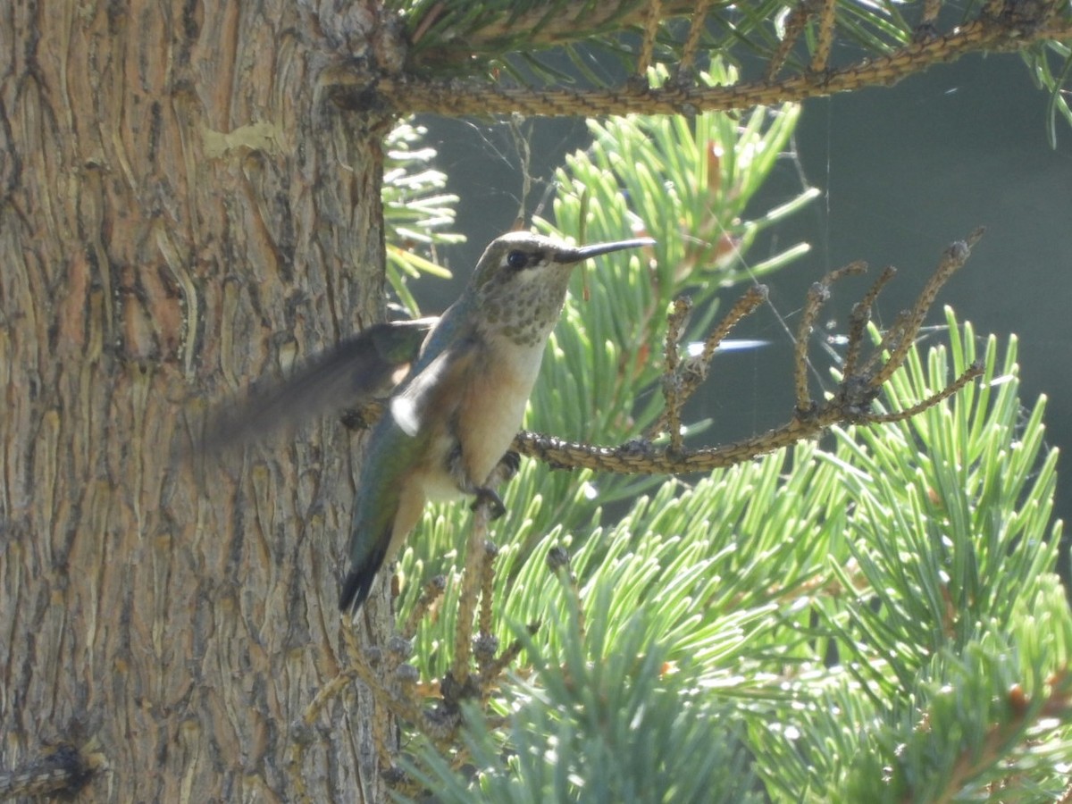 Calliope Hummingbird - Kelsey Plett