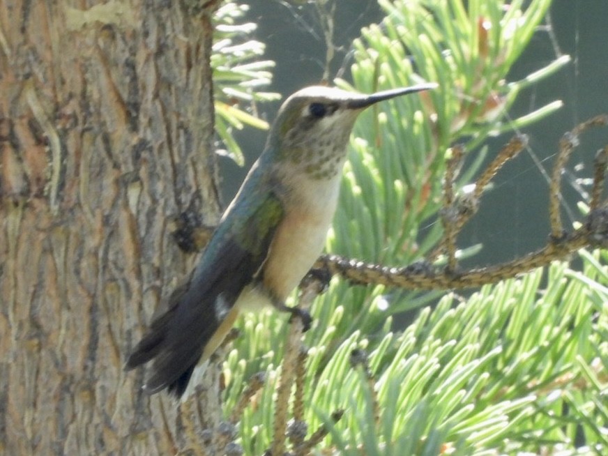 Calliope Hummingbird - Kelsey Plett