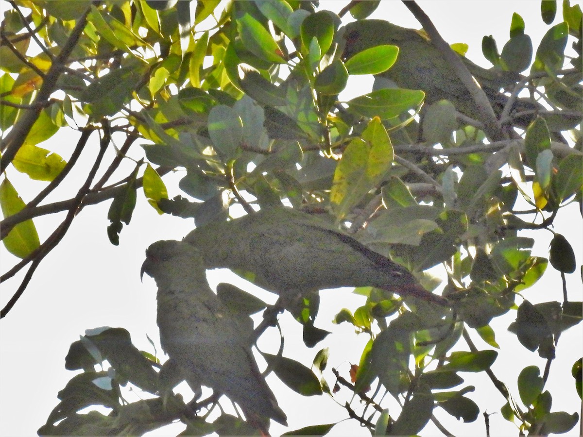 Slender-billed Parakeet - ML608600857