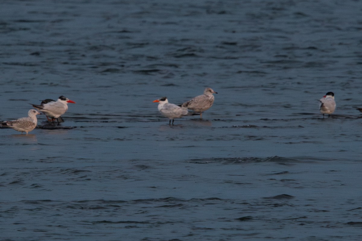 Caspian Tern - ML608600884