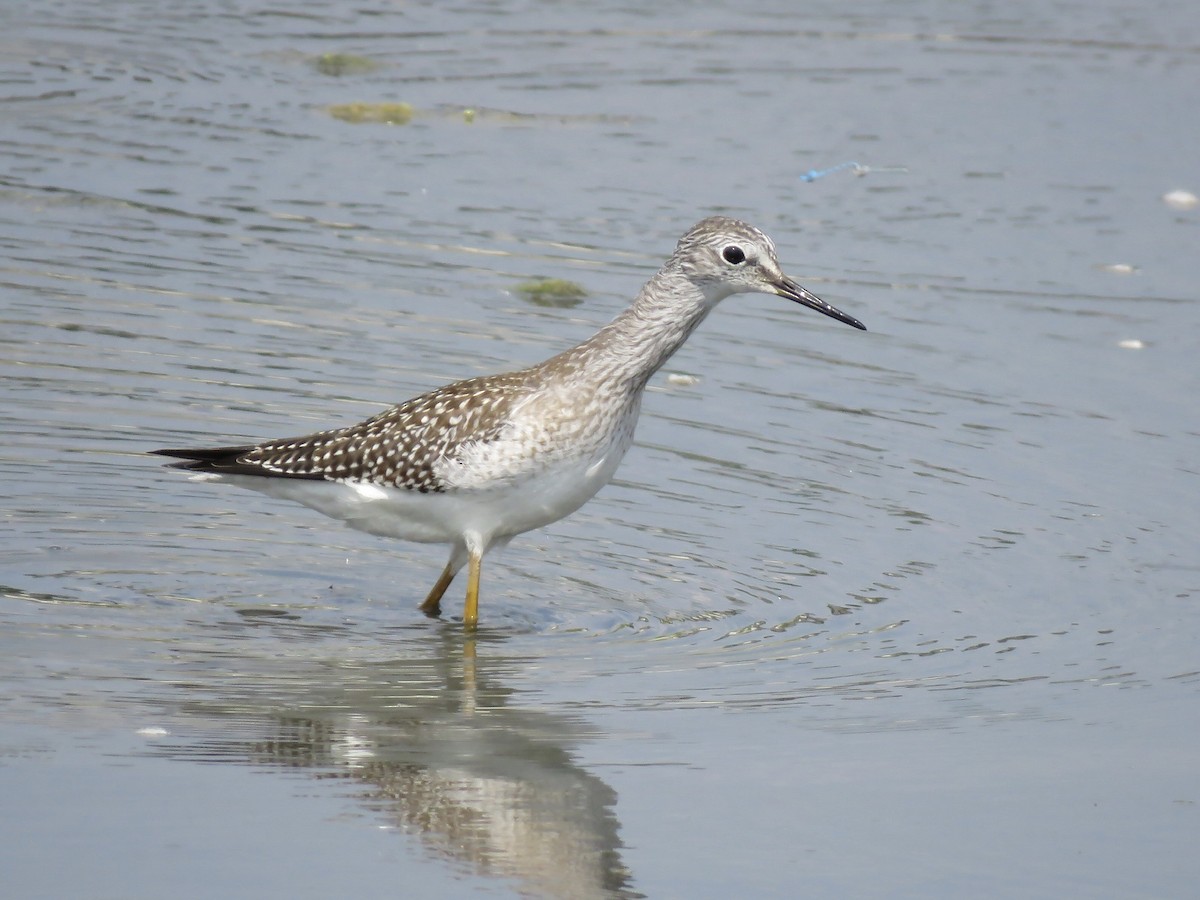 Lesser Yellowlegs - ML608601001