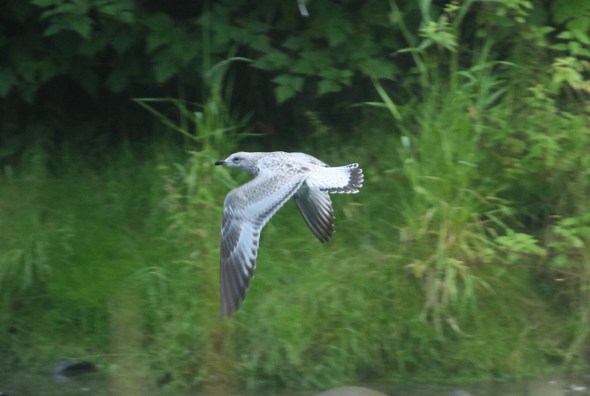 Ring-billed Gull - ML608601004