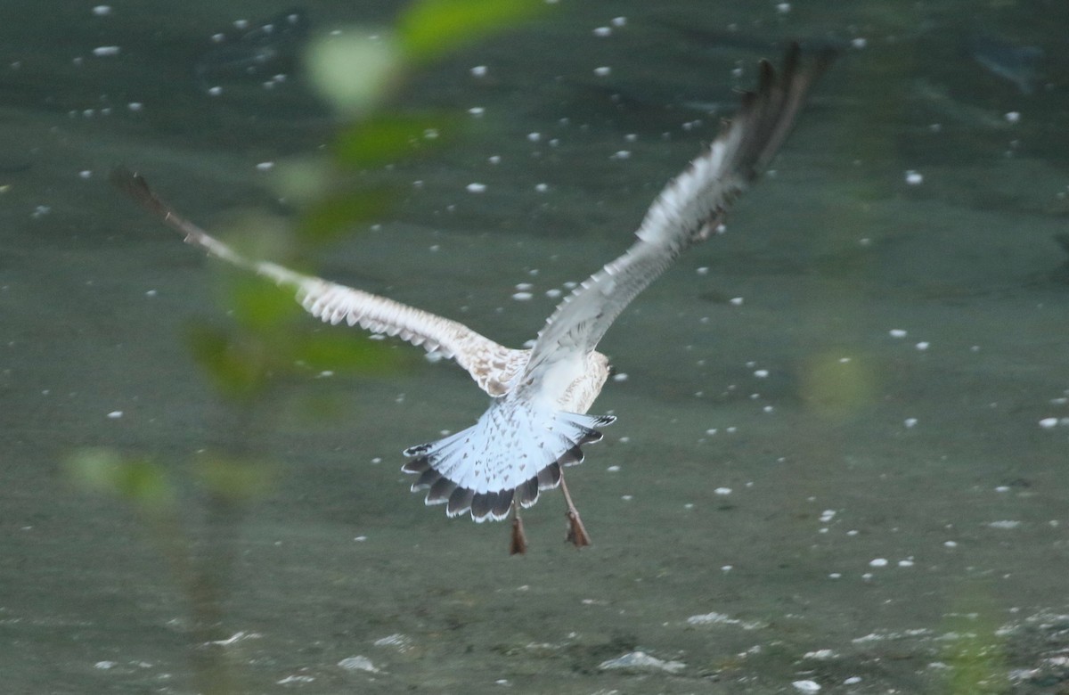 Ring-billed Gull - ML608601006