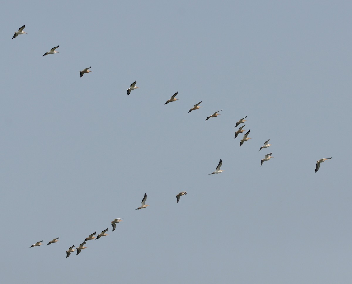 American White Pelican - Marc Fenner