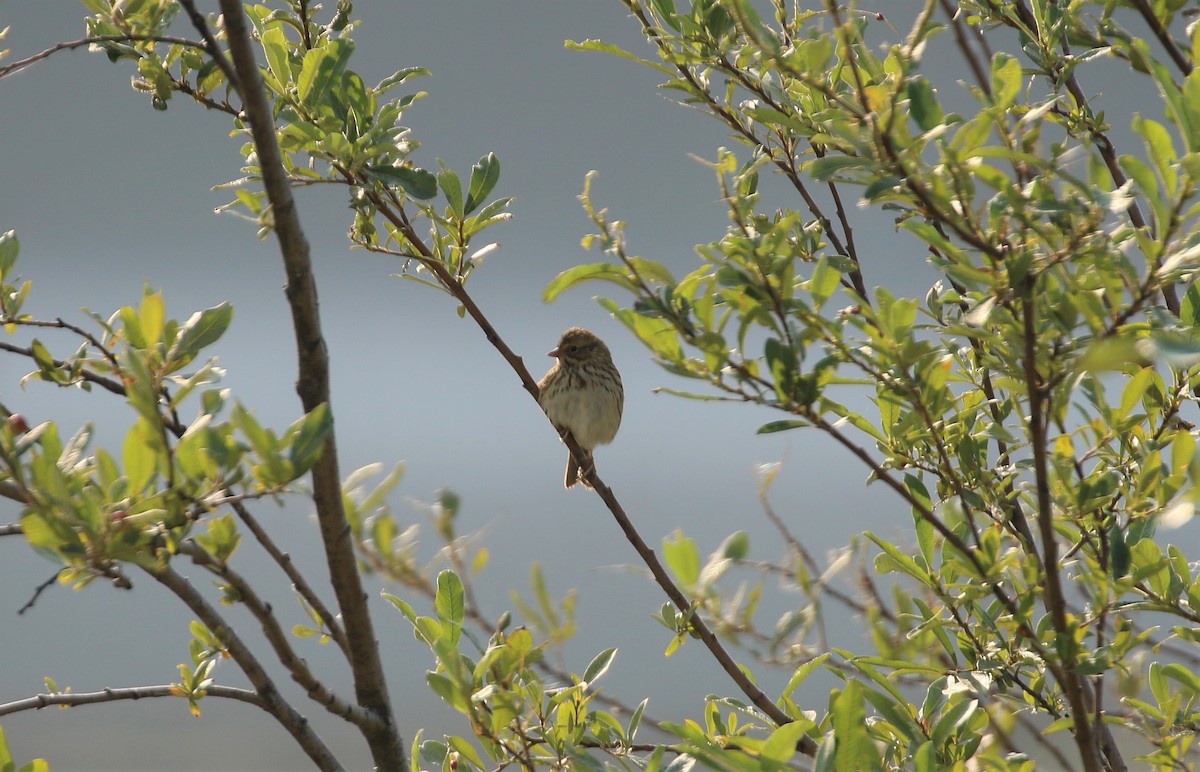 Savannah Sparrow - Ben Limle