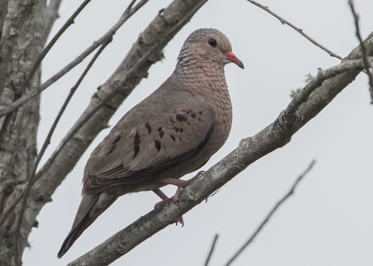 Common Ground Dove - Michael Linz