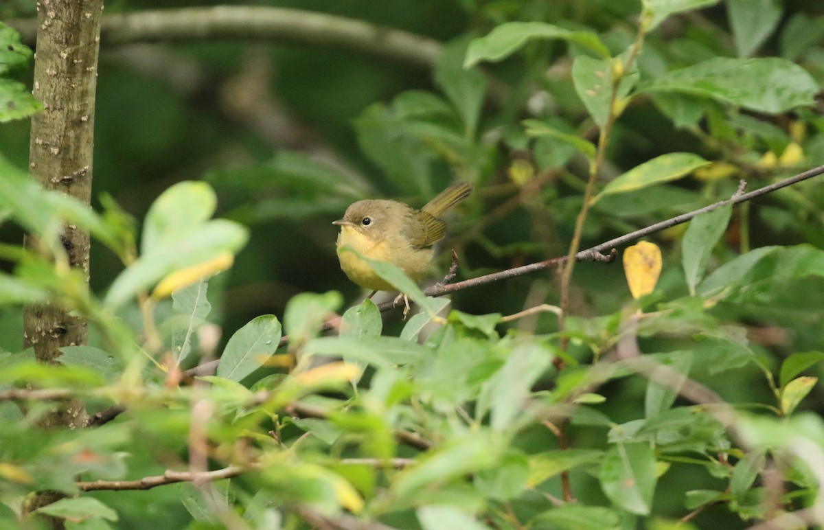 Common Yellowthroat - ML608601140