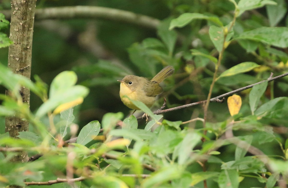 Common Yellowthroat - ML608601141