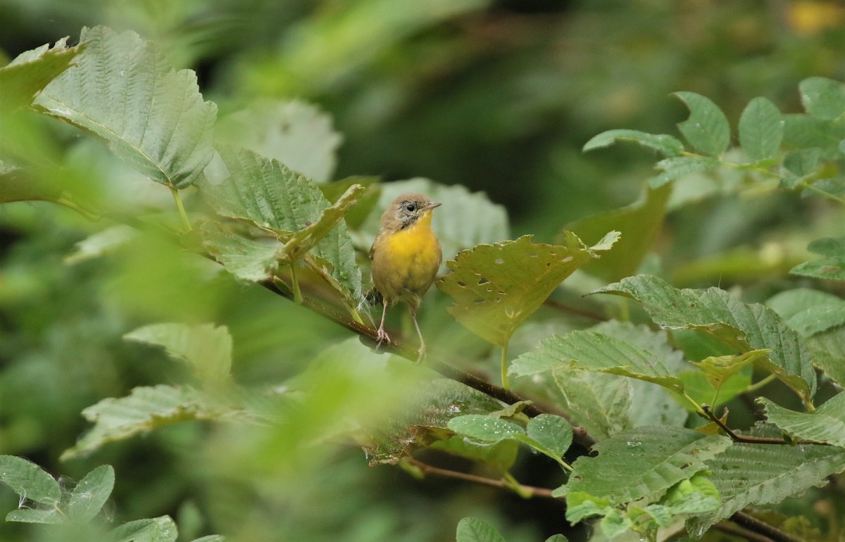 Common Yellowthroat - ML608601143