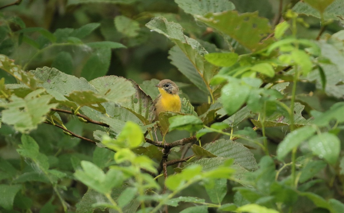 Common Yellowthroat - ML608601144